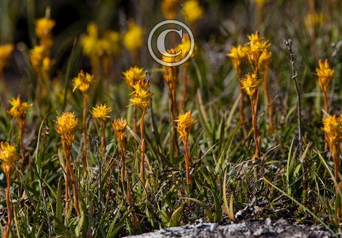 Bog Asphodel 2 DM0067